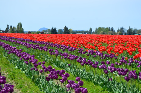 Skagit Valley Purple and Red Tulipsの写真素材