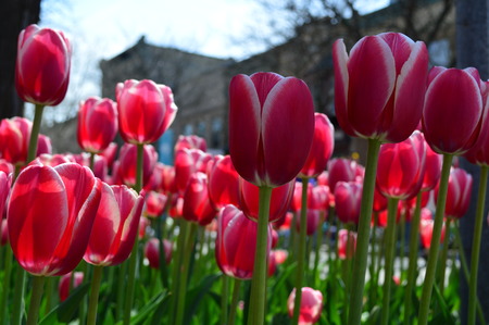 Red Impression Tulips at Tulip Time Festival in Holland Michiganの写真素材