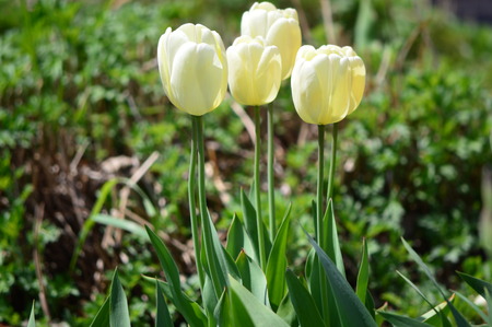 Yellow Tulips at Tulip Time Festival in Holland Michiganの写真素材