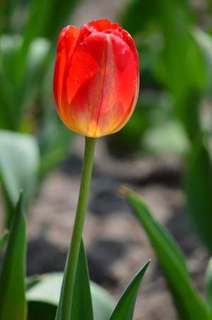 Orange Tulips at Window on the Water Front in Hollandの写真素材