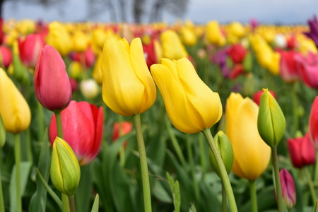 Mixed Tulips at Wooden Shoe Tulip Festival in Woodburn Oregonの写真素材