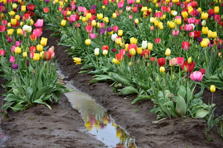 Mixed Tulips at Wooden Shoe Tulip Festival in Woodburn Oregonの写真素材