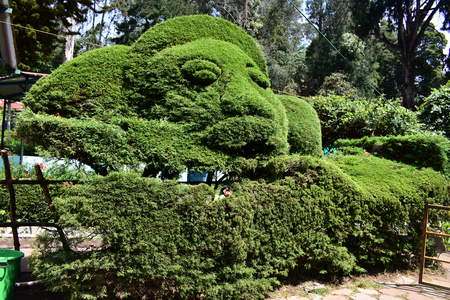 Colorful flowers at flower show in Kodaikanal Tamil Nadu, Indiaの写真素材