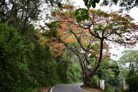 Munnar to Bodinayakanur Road Trip Colorful Treesの写真素材