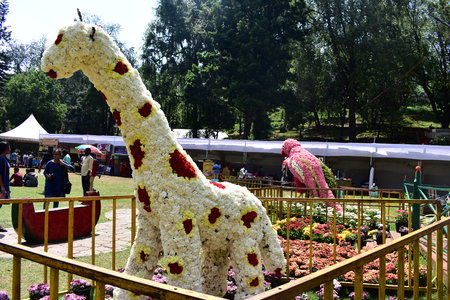 Kodaikanal, Tamilnadu, India - June 2, 2019: Giraffe Statue made with flowers at the 58th flower show in Kodaikanalのeditorial素材