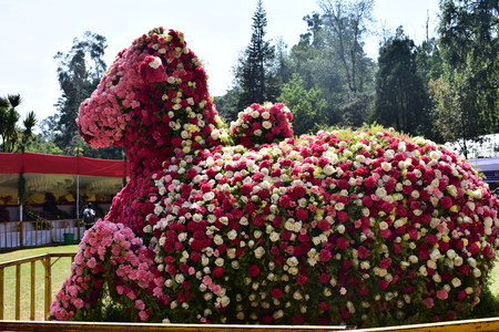 Kodaikanal, Tamilnadu, India - June 2, 2019: Nandi Statue made with flowers at the 58th flower show in Kodaikanalのeditorial素材