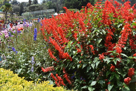 Kodaikanal, Tamilnadu, India - June 2, 2019: The 58th flower show in Kodaikanalのeditorial素材