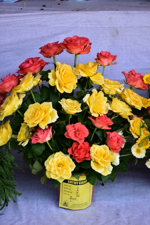Kodaikanal, Tamilnadu, India - June 2, 2019: The 58th flower show in Kodaikanalのeditorial素材