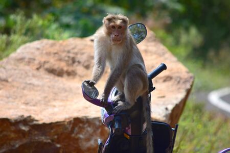 Monkey sitting on a motorbike in Meghamalai Hills Tamil Naduの写真素材