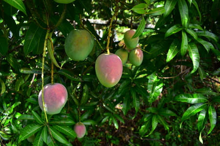 Mango trees growing in a field in Asiaの写真素材