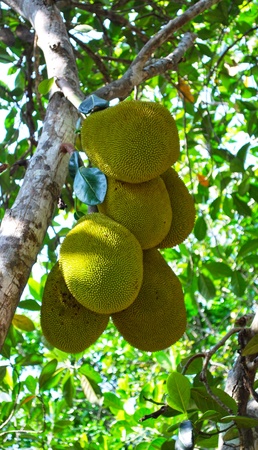 Jack-fruit tree on river Kwai bank, Thailandの写真素材