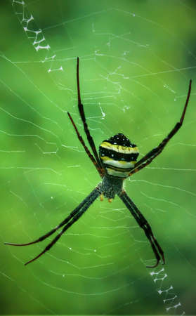Spider bites on the fiber in peace waiting for victims unlucky in outdoor in summer.の写真素材