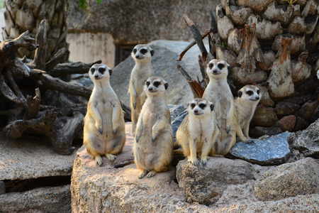 animals animals