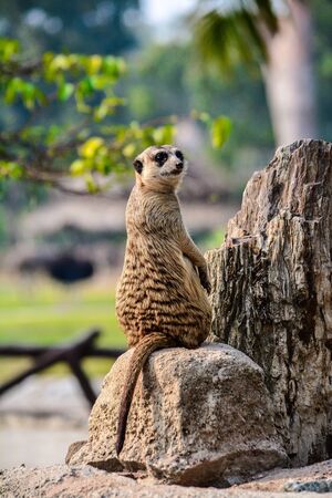 suricateの写真素材