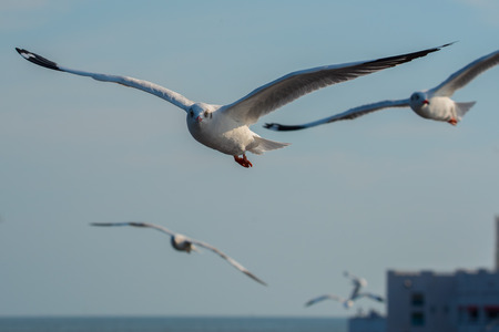Seagullの写真素材