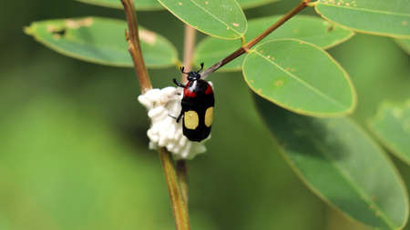 insect laying eggs