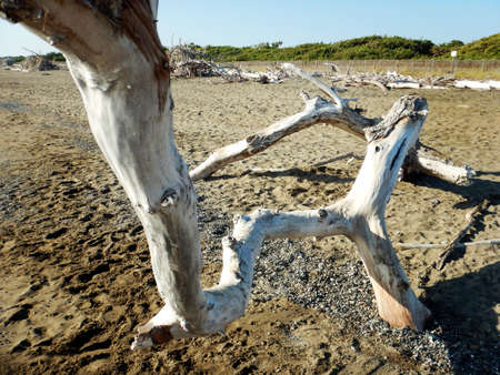 old tree branches on the beachの写真素材