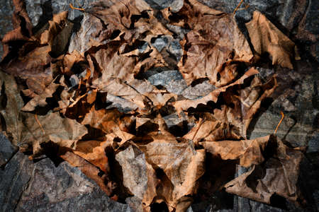autumn dry  leaves - background
