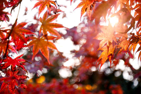 autumn dry  leaves - abstract colorful backgroundの写真素材