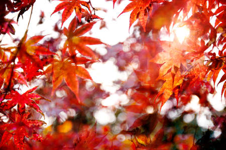 autumn dry  leaves - abstract colorful background