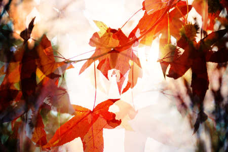 autumn dry  leaves - abstract colorful backgroundの写真素材
