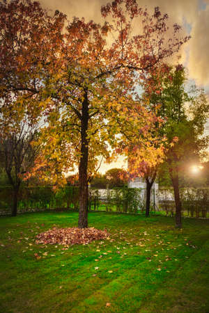 autumn tree with dried leaves collectedの写真素材