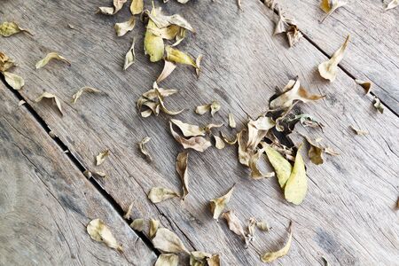 dry leaf on wood background , nature compositionの写真素材