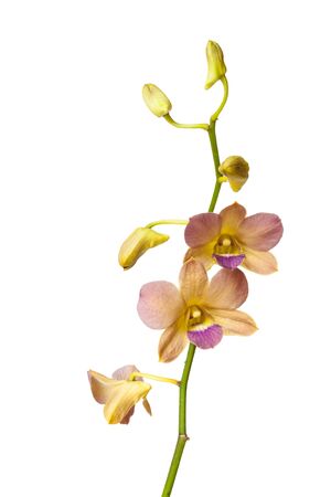 Yellow Orchid flower  isolated on white backgroundの写真素材