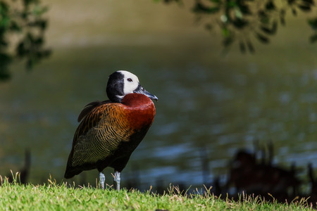 teal on lawn living in natureの写真素材