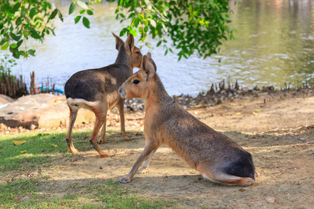 patagonian mara portrait in the natureの写真素材