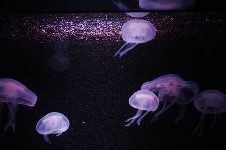 jellyfish