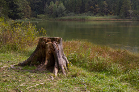 Old stump on the shore of a lake in the Carpathiansの写真素材