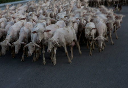 Sheep in a flock of sheep. A flock of sheep on the road.の写真素材
