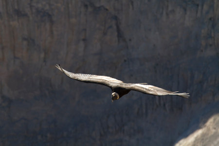 Andean condor (Vultur gryphus)