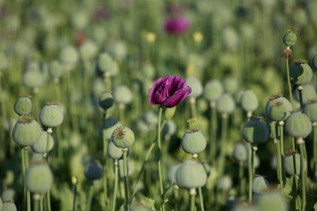 Opium poppy field in springtime. Opium poppy flowers.の写真素材