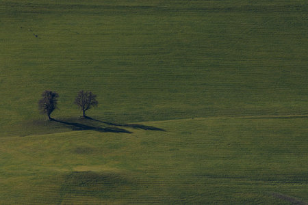 Aerial view of a lonely tree in the middle of a green fieldの写真素材