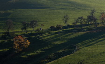 Trees on a hillside in the autumn. Austriaの写真素材
