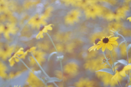 Blurred background of yellow flowers in the meadow. Vintage tone.の写真素材