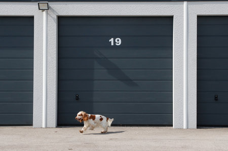 Dog waiting in front of a garage door with a number signの写真素材