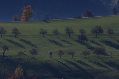 Autumn trees on a hillside with blue sky in the backgroundの写真素材