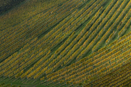 Vineyards on the hills of Styria, Austriaの写真素材