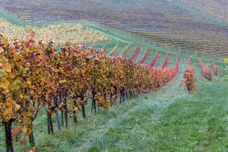 Autumn vineyards in Styria, Austriaの写真素材