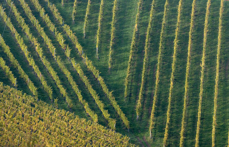 Vineyards in Chianti region, Tuscany, Italyの写真素材