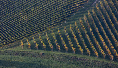 Vineyards in autumn colors in Langhe, Piedmont, Italy