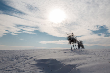 Winter landscape with lonely trees in the snow on a sunny day.