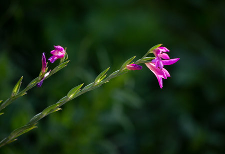 Pink flowers on a green background. Selective focus. nature.の写真素材