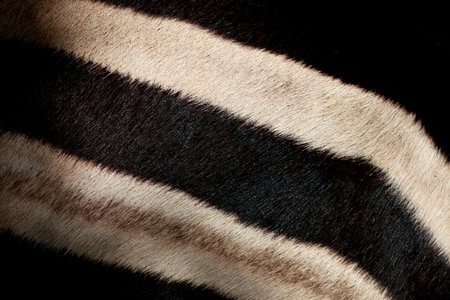 Zebra skin texture. Zebra for background. Animal skin texture.