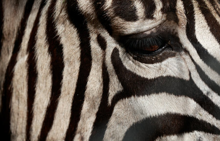 Close-up of a zebra's eye with black and white stripesの写真素材