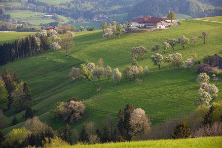 Spring landscape with fields, forests and meadows in Austria