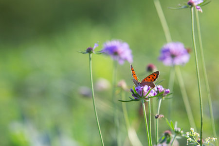 Butterfly on purple flower in the meadow, nature backgroundの写真素材
